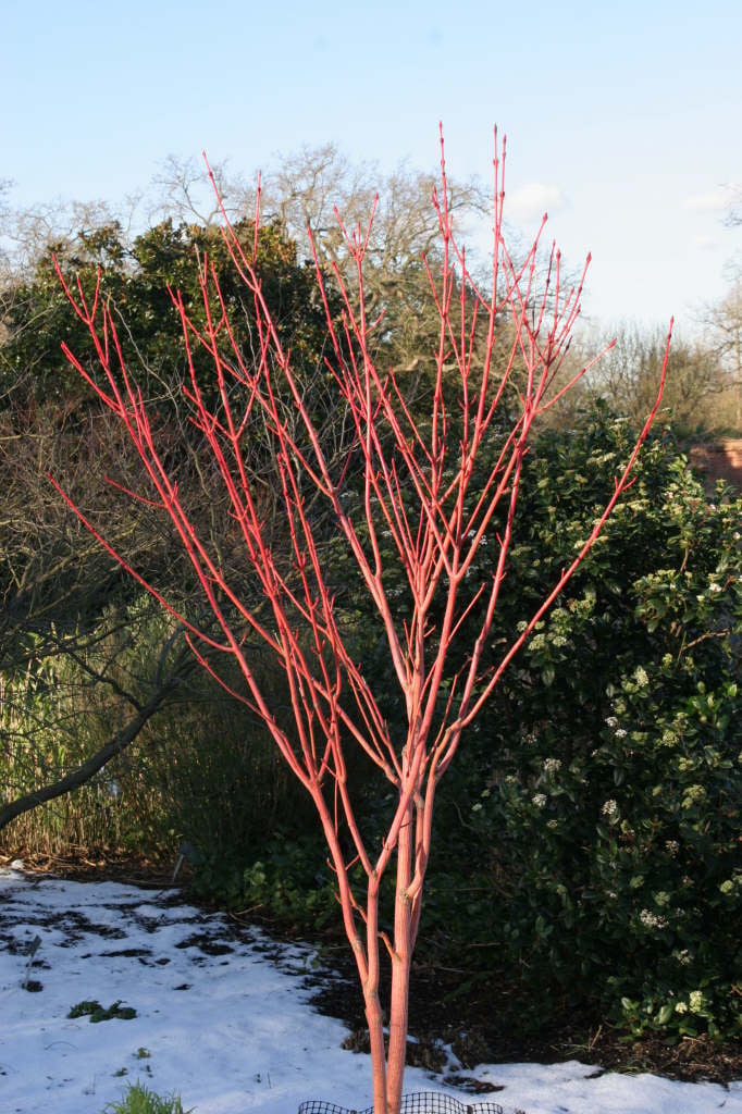moosewood 'Erythrocladum'