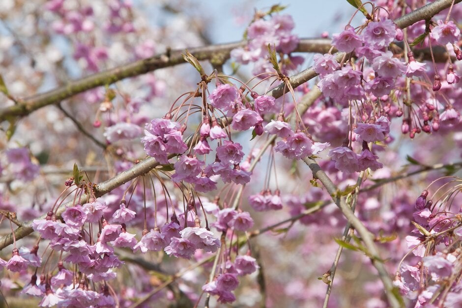 Prunus × subhirtella &Pendula Plena Rosea& | Trees/RHS Gardening