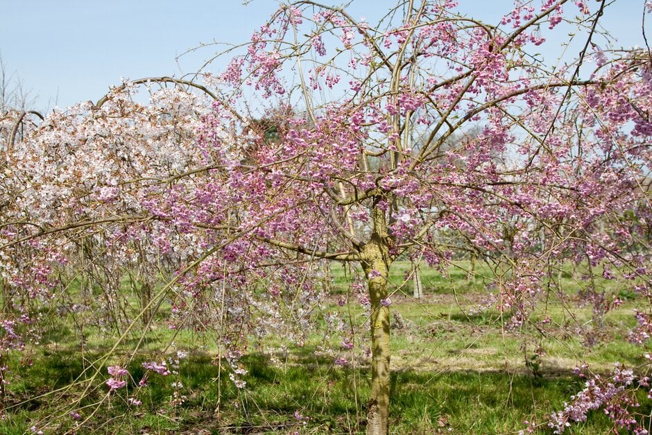 weeping cherry 'Pendula Plena Rosea'