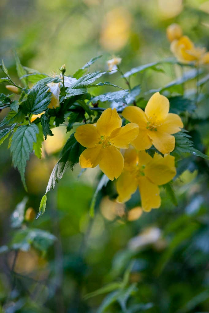 Japanese rose 'Golden Guinea'