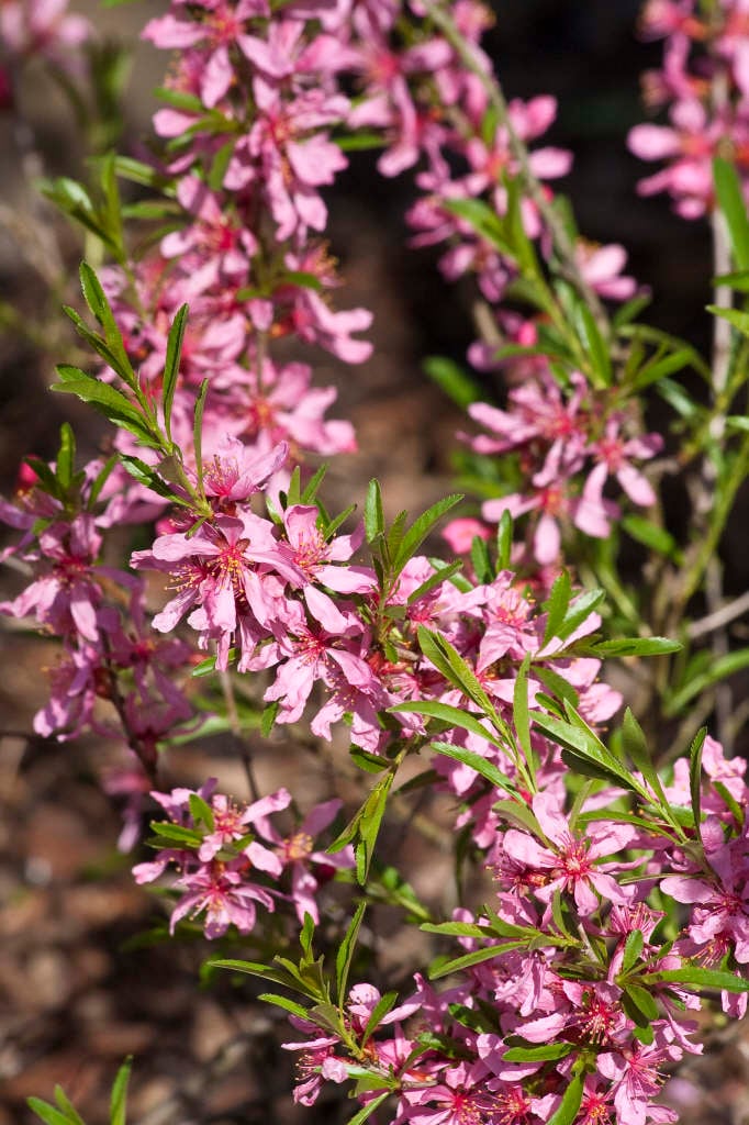 dwarf Russian almond 'Fire Hill'