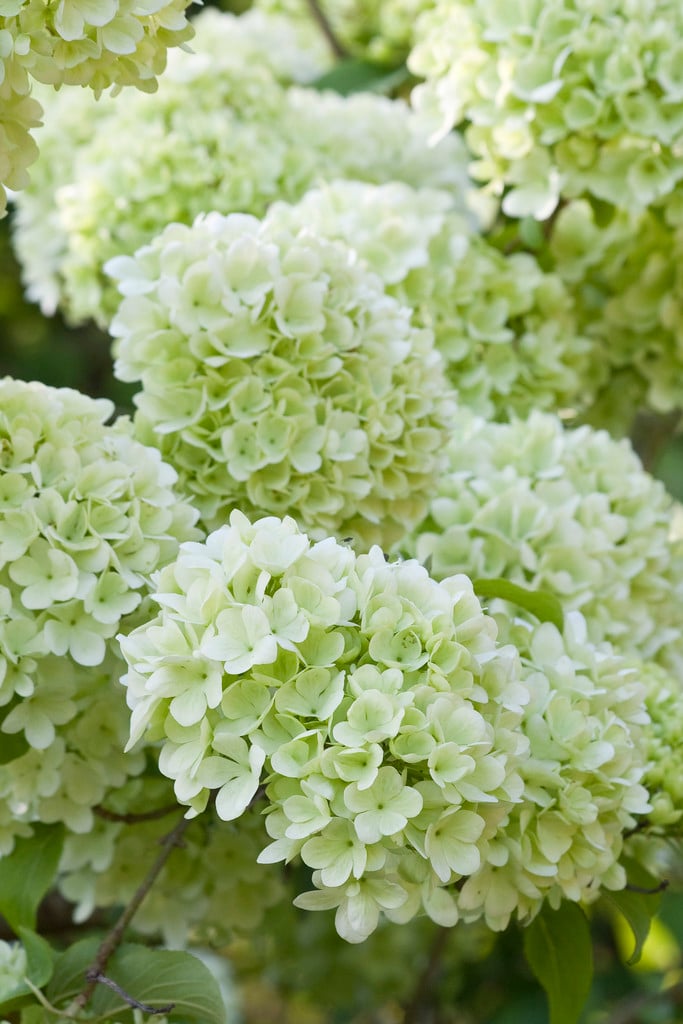 Chinese snowball