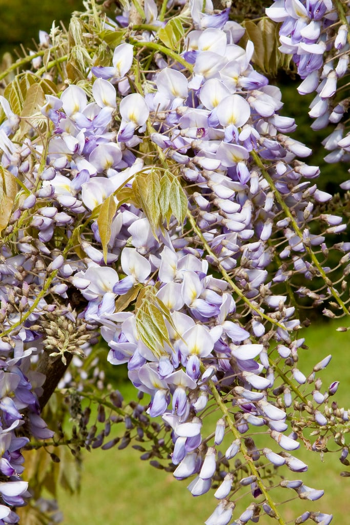 wisteria 'Caroline'