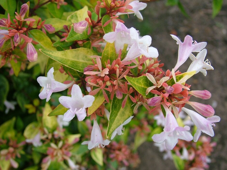abelia 'Gold Spot'