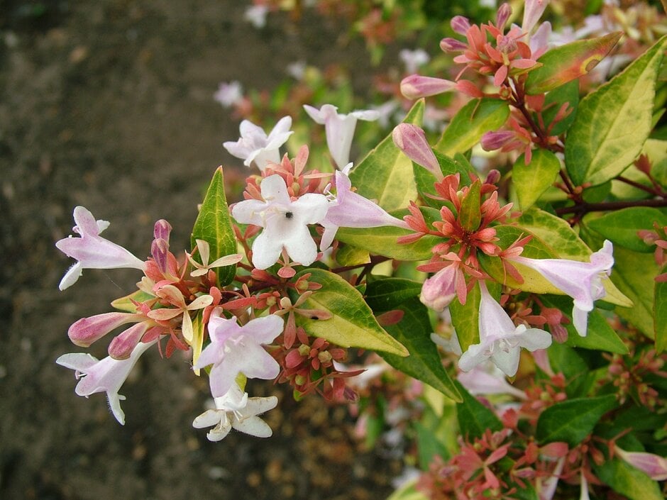 abelia 'Gold Spot'