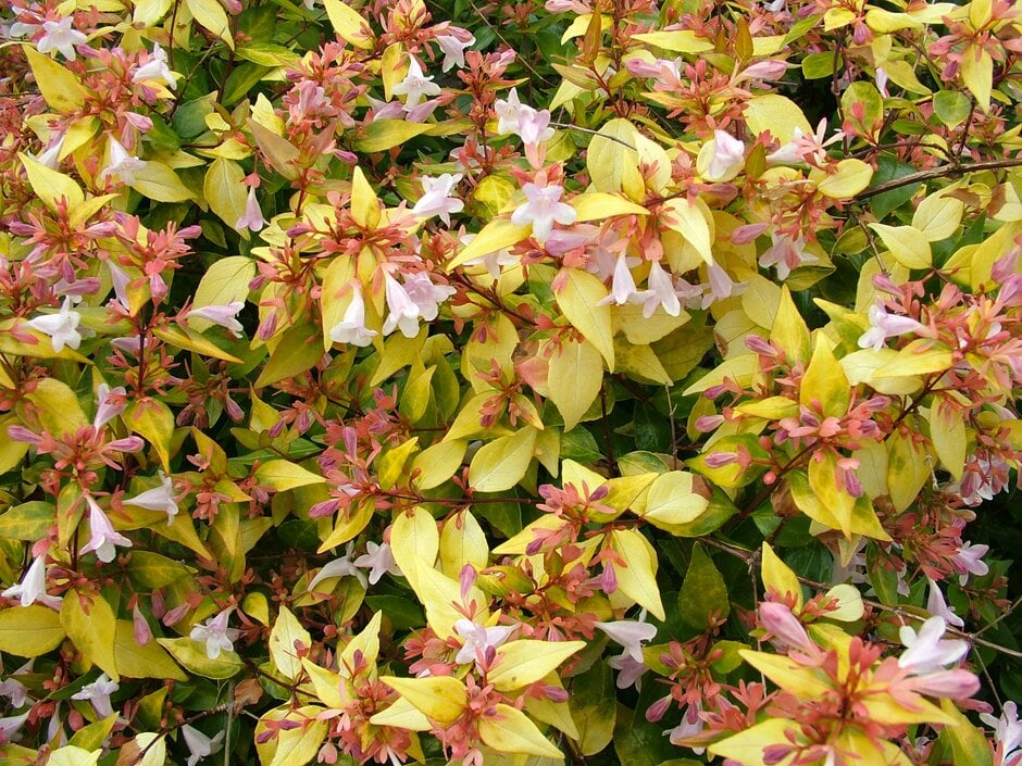 abelia 'Gold Spot'