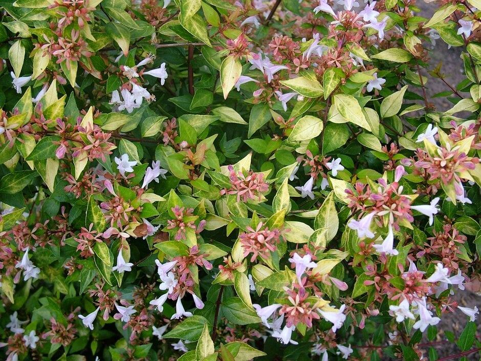 abelia 'Sunrise'