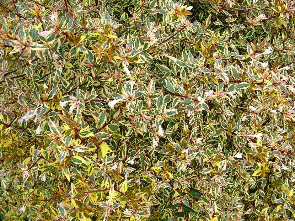 abelia 'Sunrise'