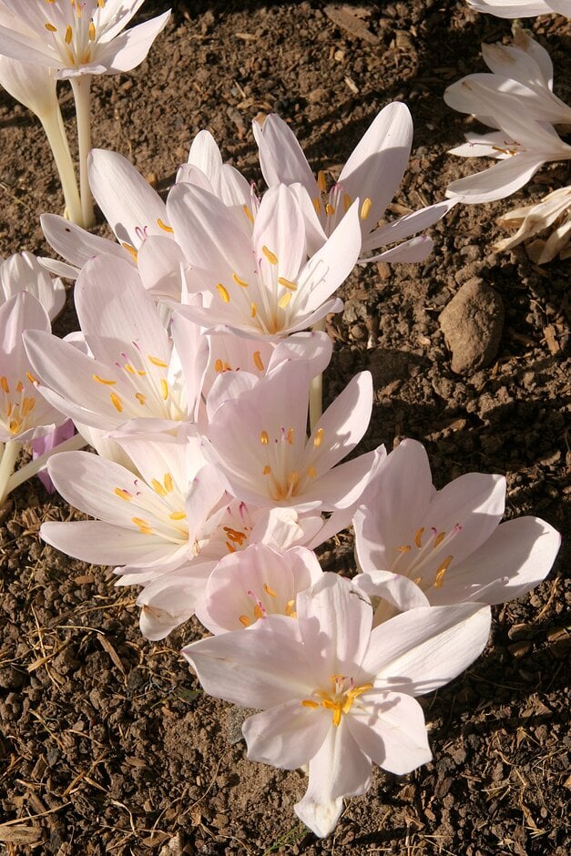 Byzantine meadow saffron 'Innocence'