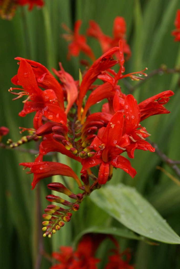 Crocosmia 'Lucifer' montbretia 'Lucifer'/RHS Gardening