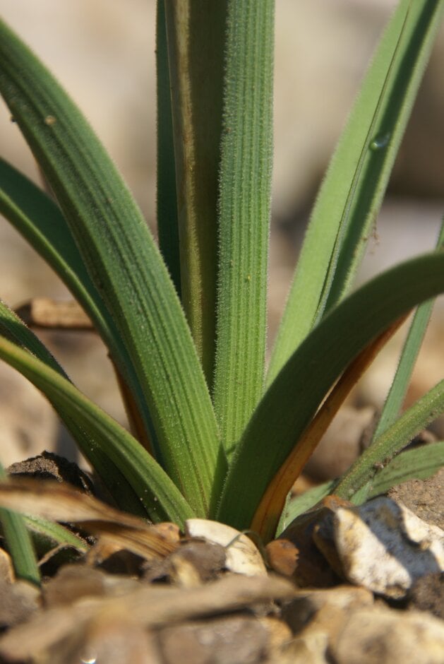 red-hot poker 'Traffic Lights'