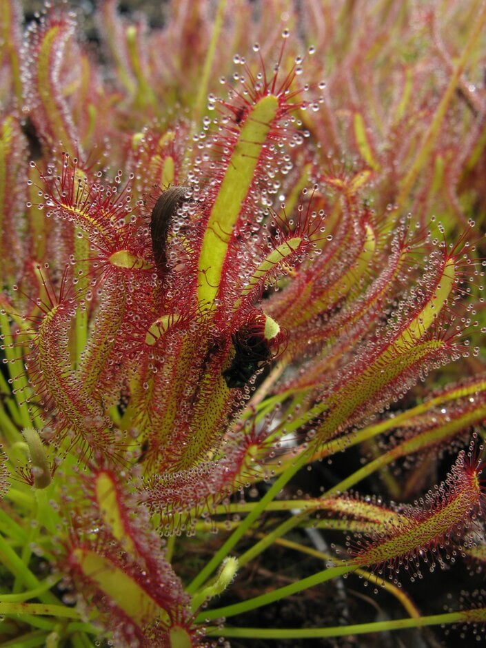Cape sundew