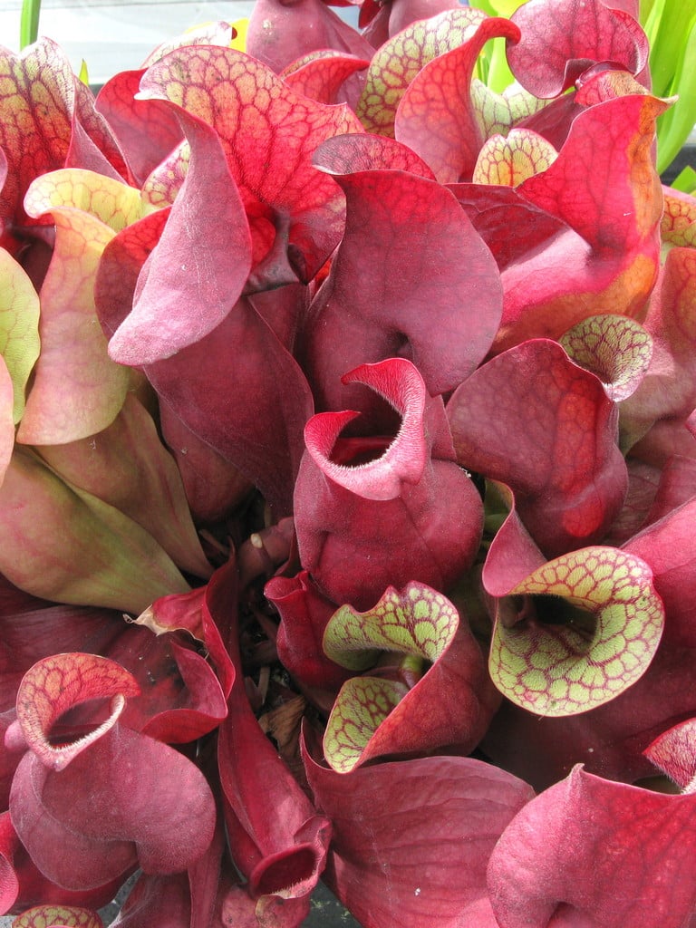 conspicuously veined pitcher plant