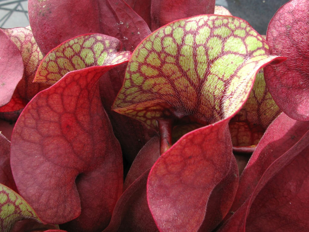 conspicuously veined pitcher plant