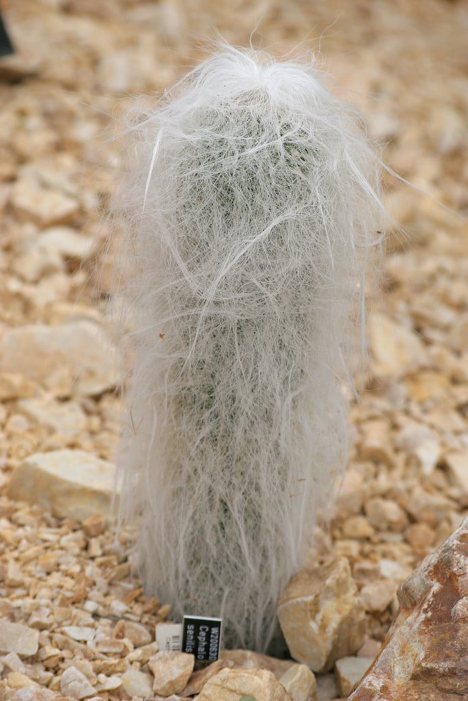 monkey cactus