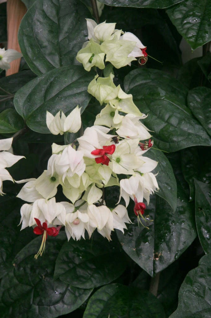 Clerodendrum thomsoniae | bleeding glory bower/RHS Gardening