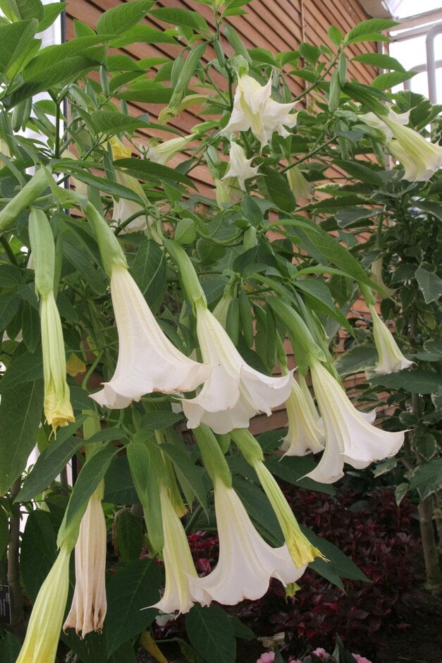 <em>Brugmansia</em> 'Snowwhite'