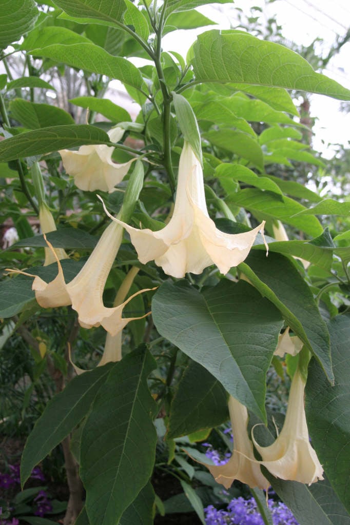 Brugmansia × candida &Grand Marnier& angel&s trumpet &Grand Marnier