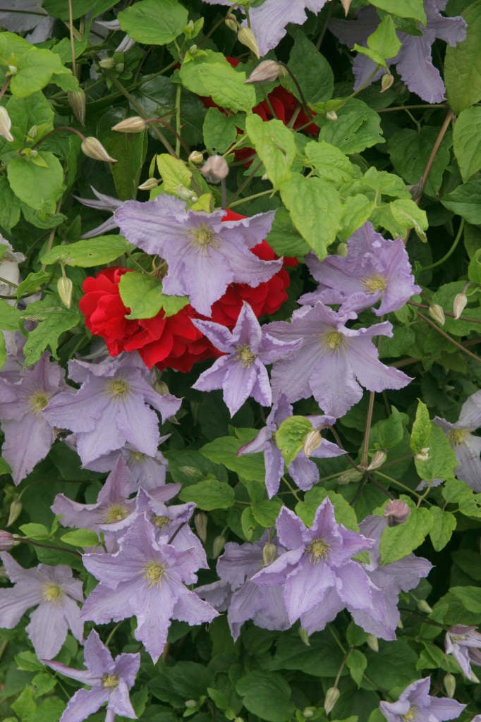 clematis 'Blekitny Aniol'