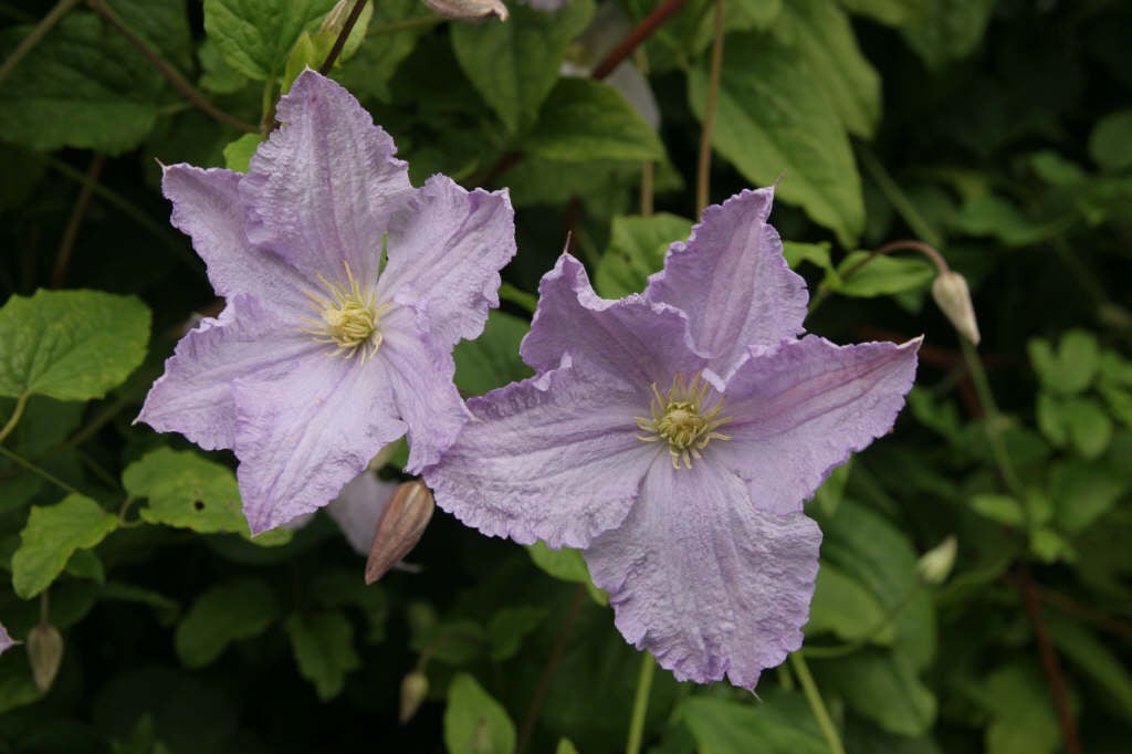 clematis 'Blekitny Aniol'