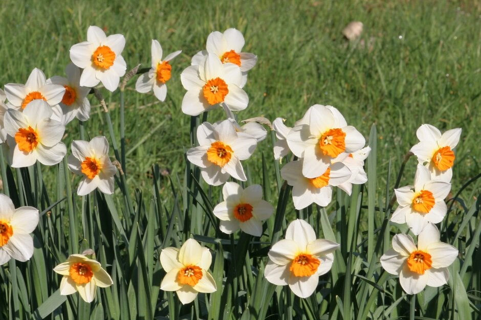 daffodil 'Barrett Browning'
