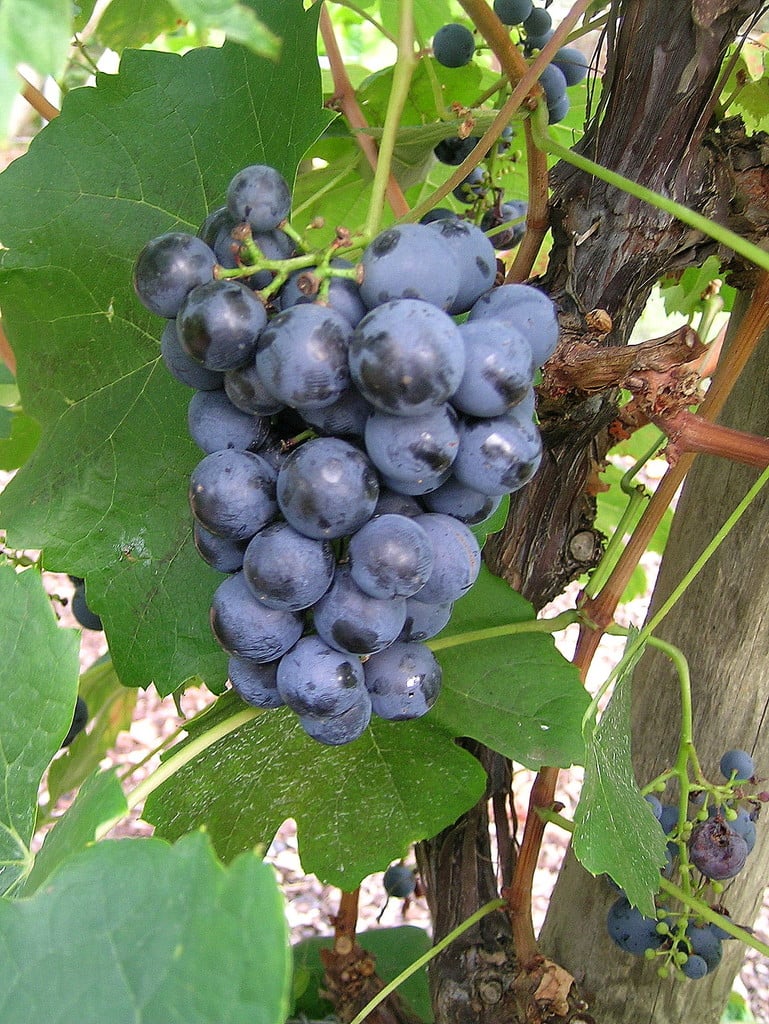 <i>Vitis</i> <i>vinifera</i> 'Roem van Boskoop' (O/B)