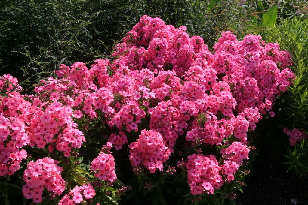 phlox [Light Pink Flame]