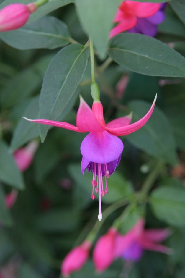 fuchsia 'Barbara Windsor'