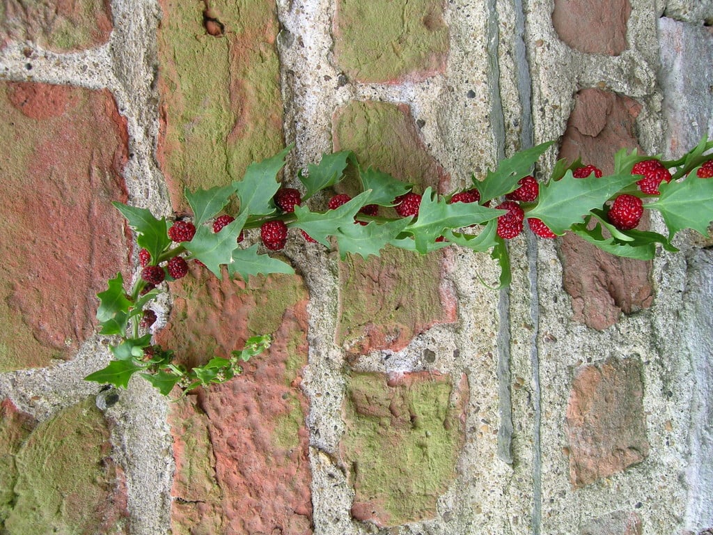 strawberry blite