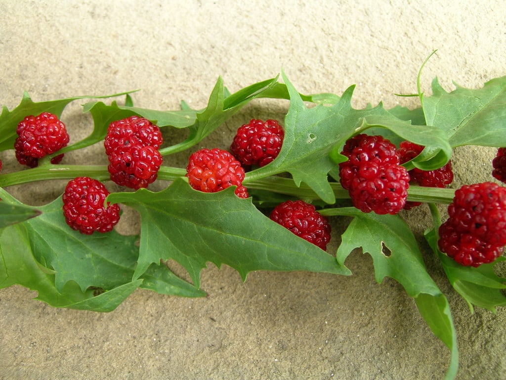 strawberry blite