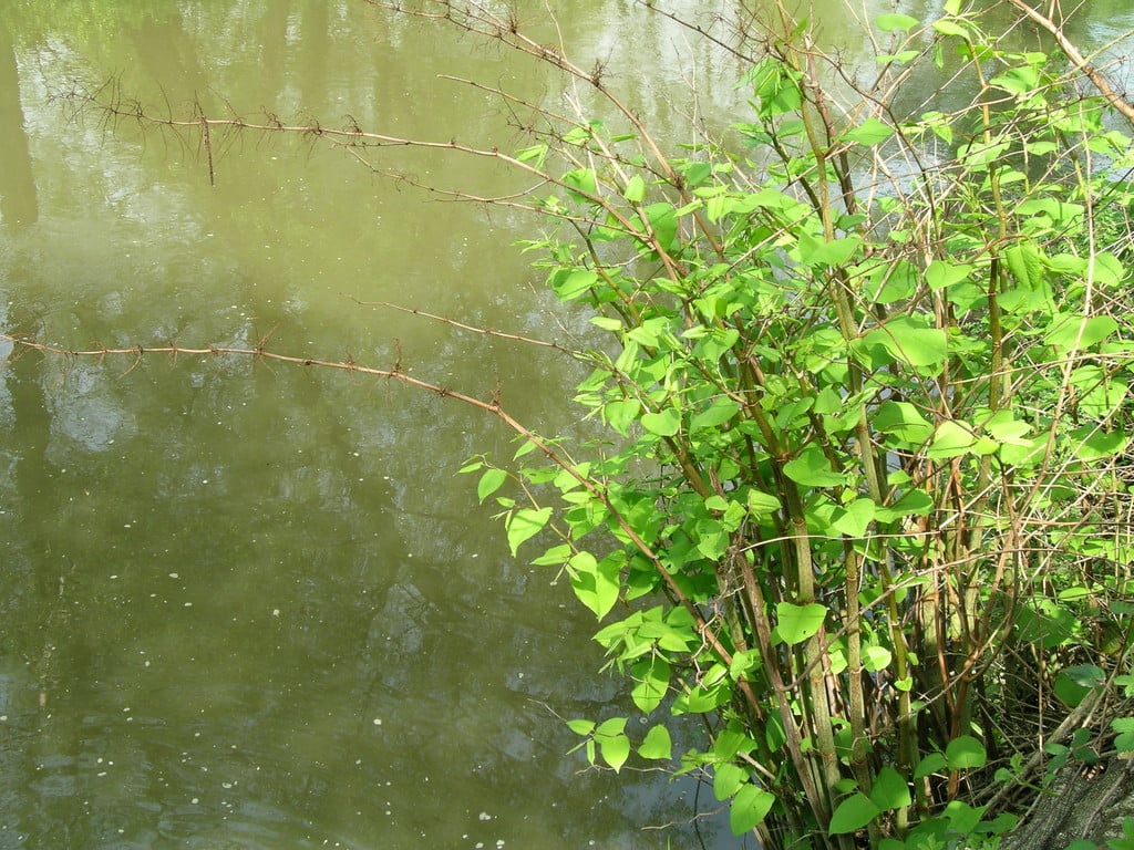 Japanese knotweed
