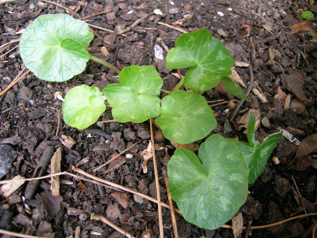 lesser celandine