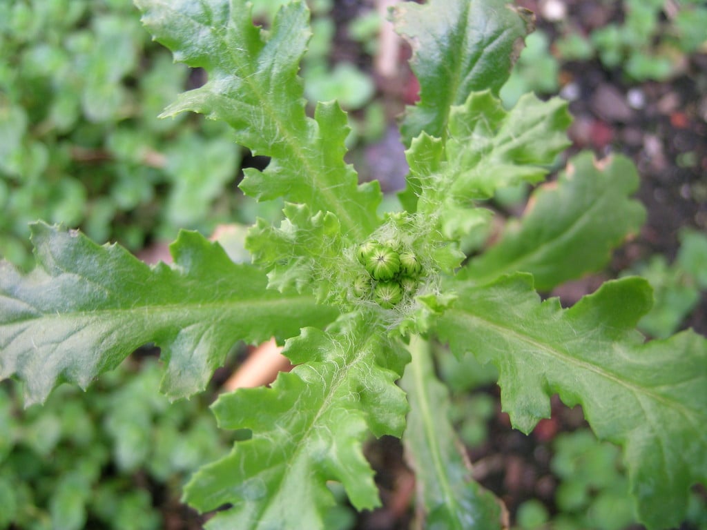 groundsel