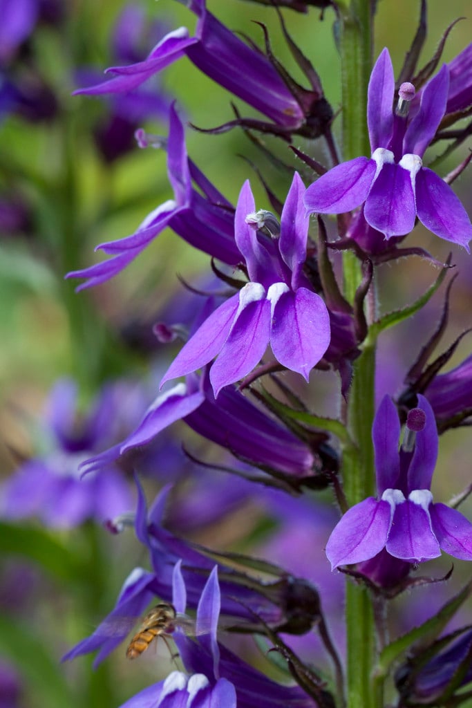 lobelia 'Vedrariensis'