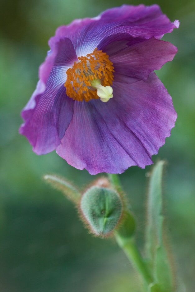 Himalayan blue poppy 'Barney's Blue'
