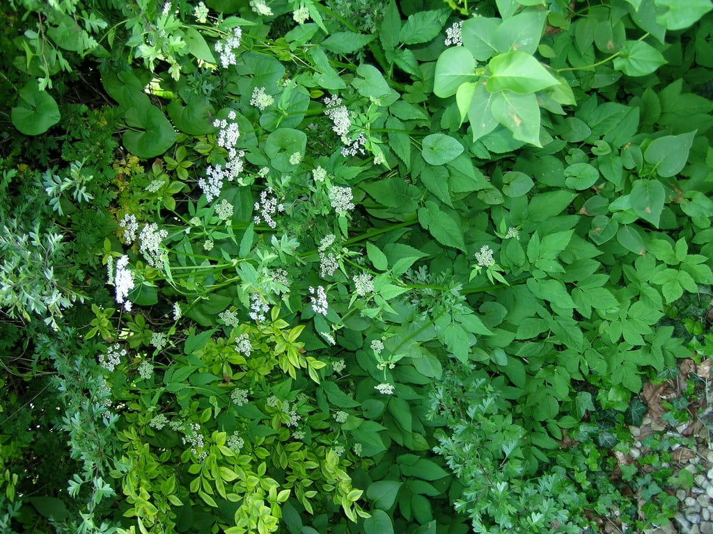 ground elder