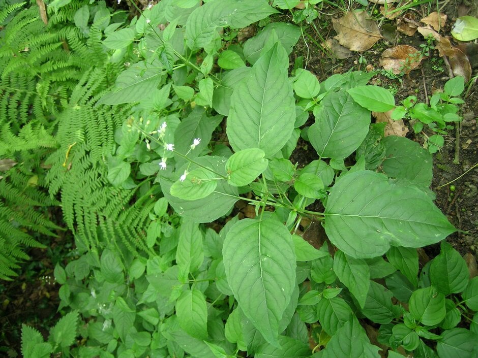 enchanter's nightshade