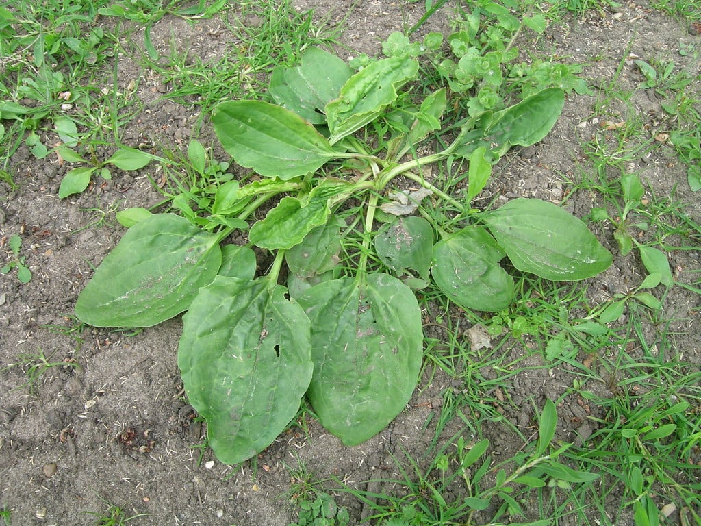 common plantain
