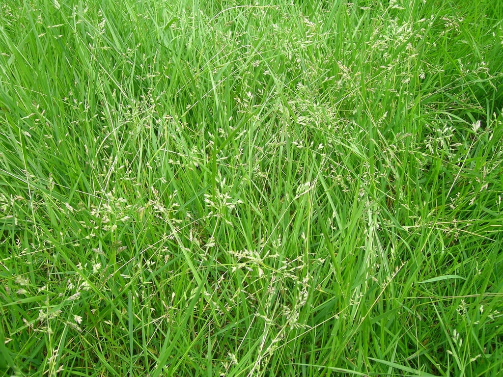annual meadow grass