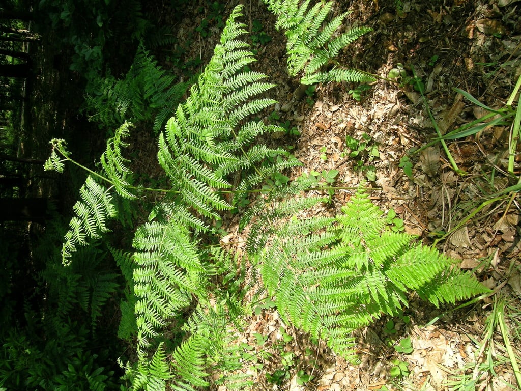 bracken