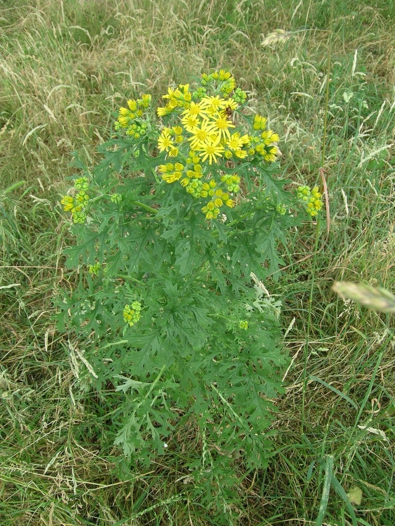 common ragwort