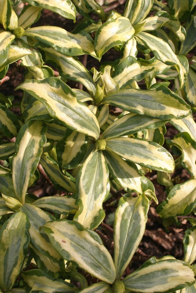 winter daphne 'Geisha Girl'