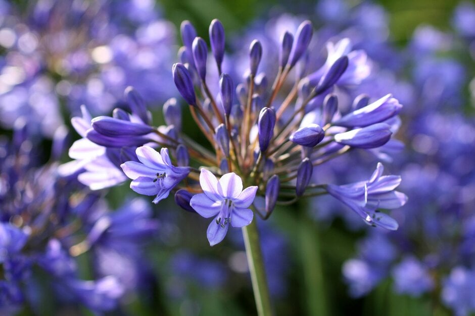 African lily 'Blue Bird'