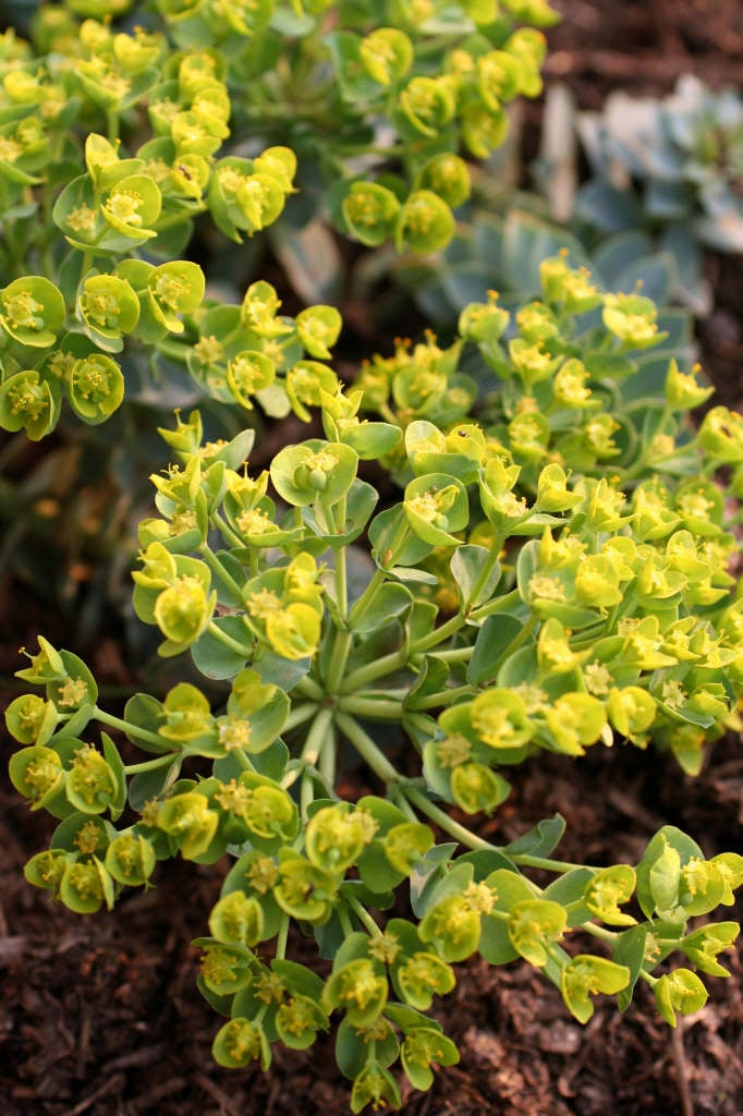 Euphorbia myrsinites broadleaved glaucous spurge Alpine Rockery/RHS Gardening