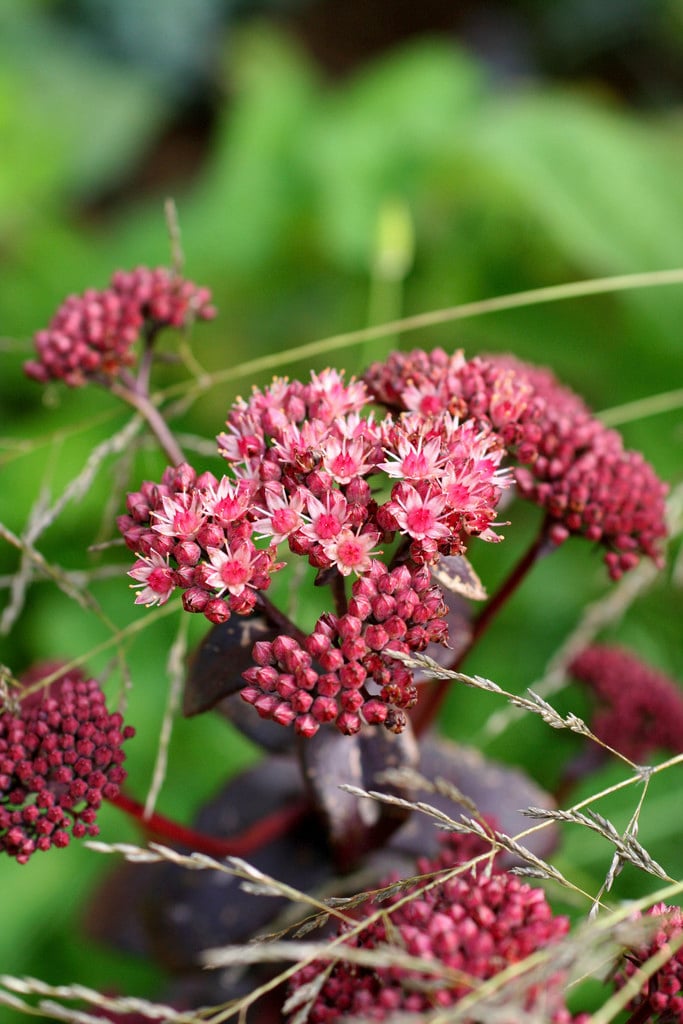 orpine 'Purple Emperor'