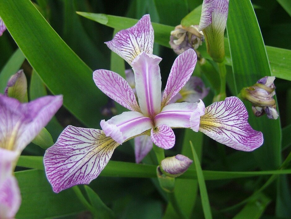 iris 'Rowden Cadenza'