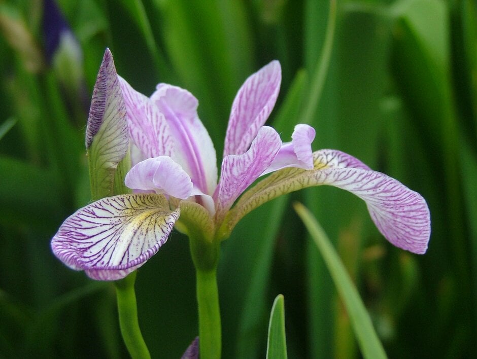iris 'Rowden Cadenza'