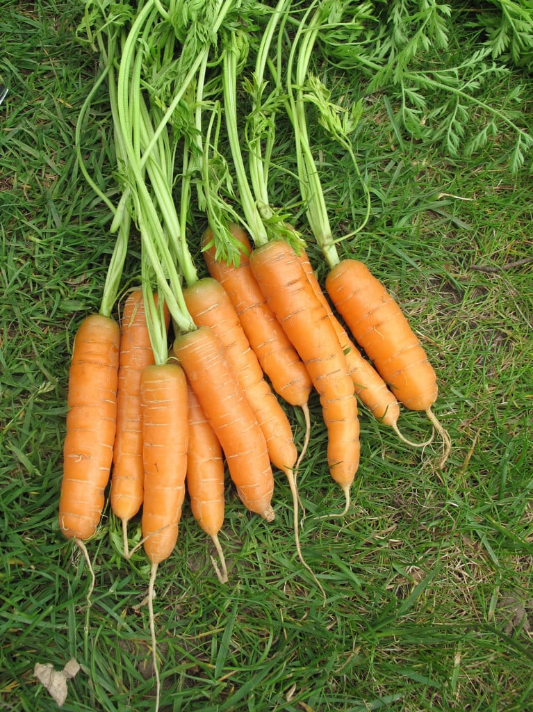 carrot 'Adelaide'