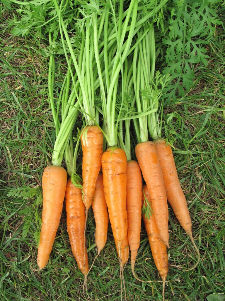 carrot 'Marion'