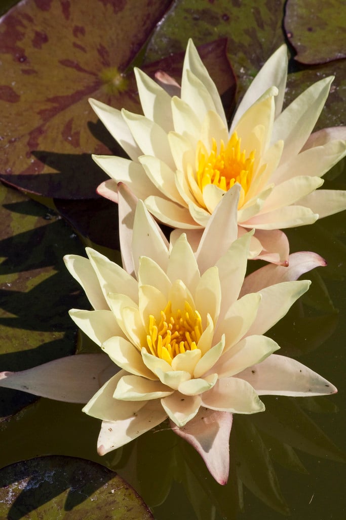 <em>Nymphaea</em> 'Odorata Sulphurea' (H)